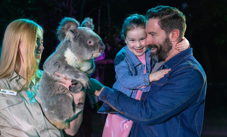 Dad holding a very happy daughter patting a big Koala held by a wildlife keeper. It is night time and the Koala is looking inquisitively at the dad, his girl is smiling with joy