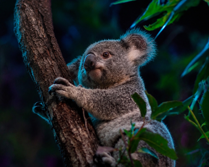 A Koala taking a break from climbing up a tree at night time