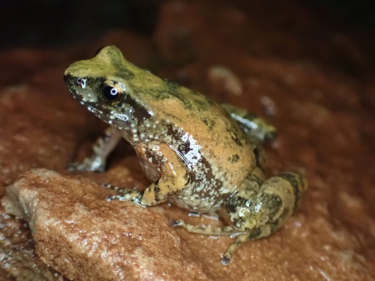 Tinkerfrog on Red Rock