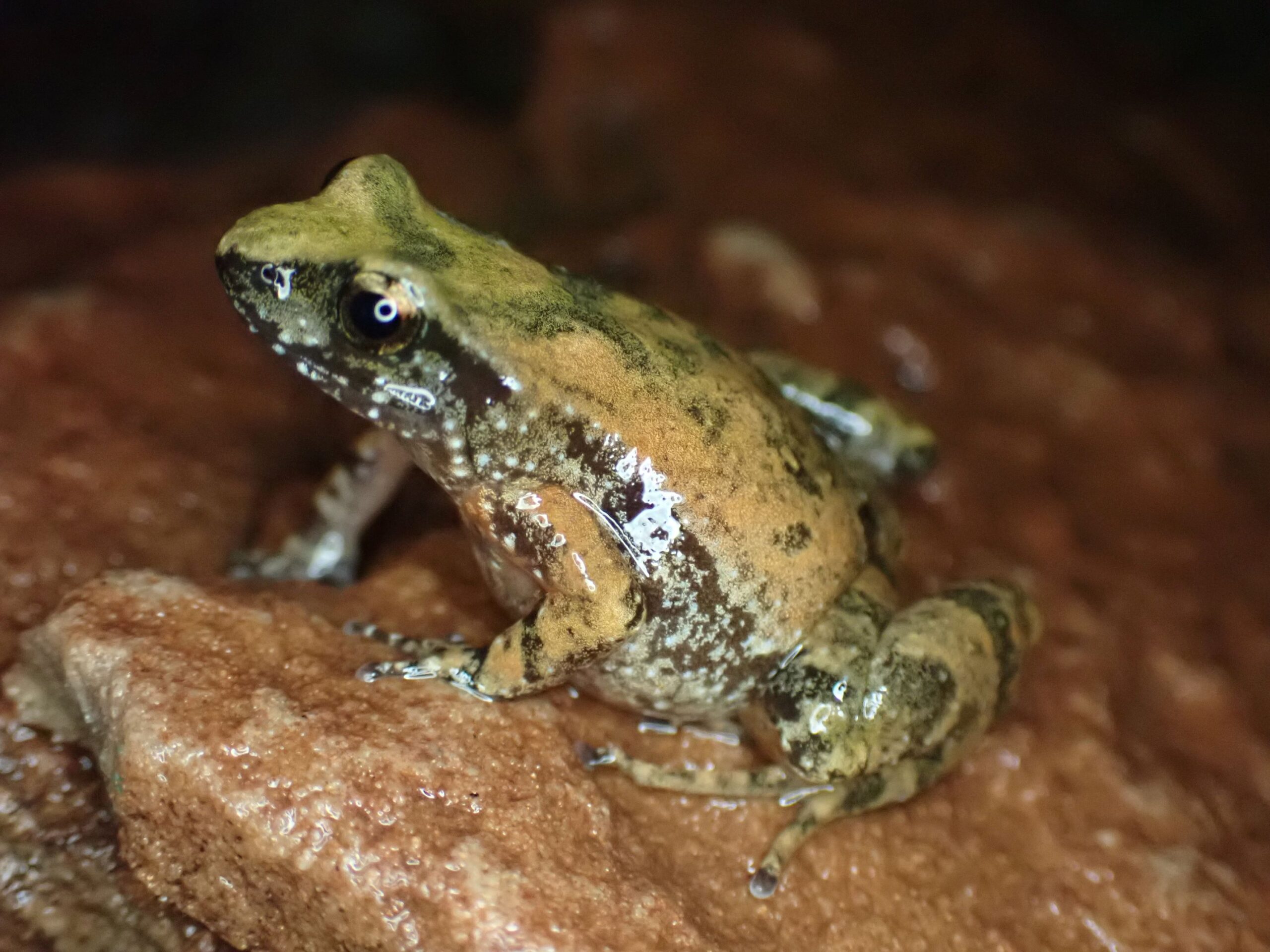 Tinkerfrog on Red Rock