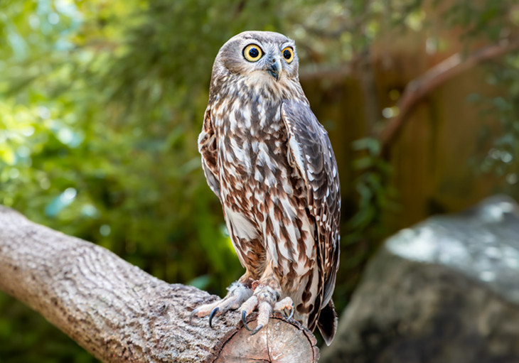 A Barking Owl with a brown and white feathered coat elegantly perched on a thick wooden branch, its head looking to its side. Behind the owl are green trees