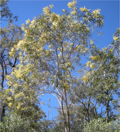 A tall flowering native Australian black wattle tree on a sunny day with clear blue skies