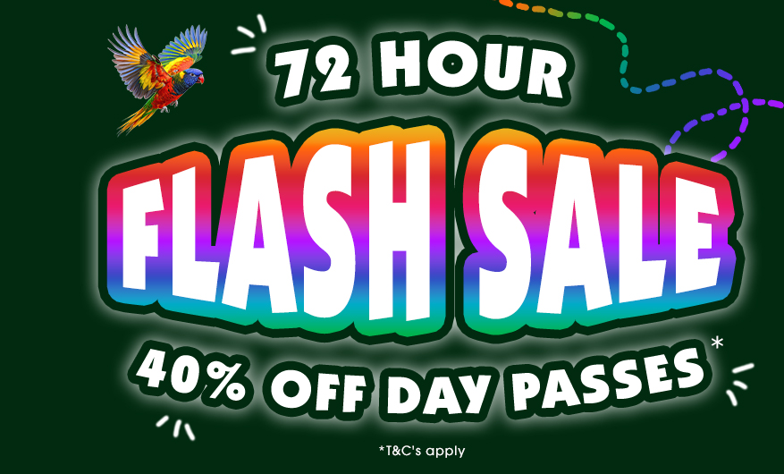 Colourful graphic with text 72 hour flash sale 40% off day passes on a dark green background and a lorikeet illustration flying towards it