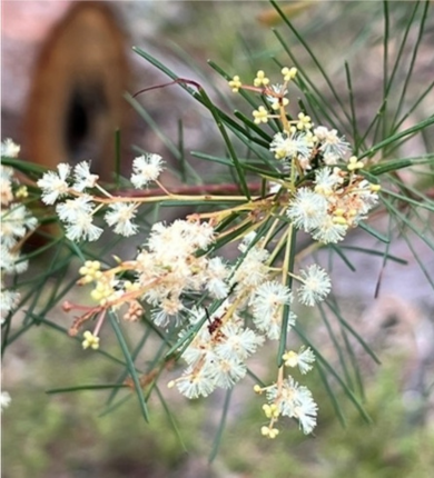 A native Australian flax seed wattle tree with white and yellow flowers and long dark green needles