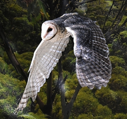A Masked Owl in mid flight with its wings on the down low