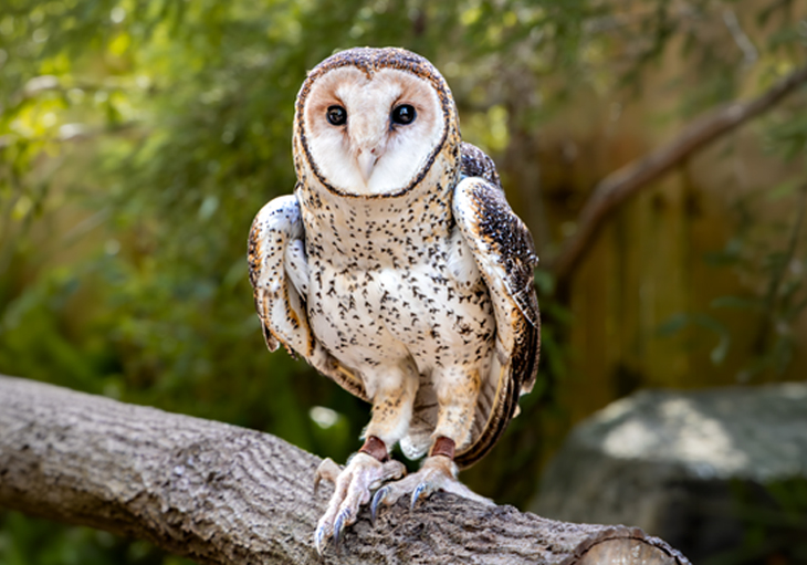 A Masked Owl with a white, beige and brown feathered coat perched on a wooden branch. Its heart-shaped facial disk is clearly visible in daylight