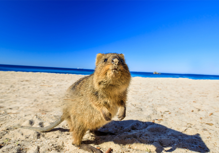 Quokka on a sandy beach with the ocean in the background on a clear day with blue skies.