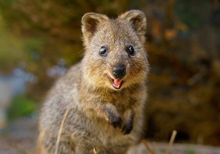 A closeup of a quokka with its mouth open and front paws hanging relaxed.