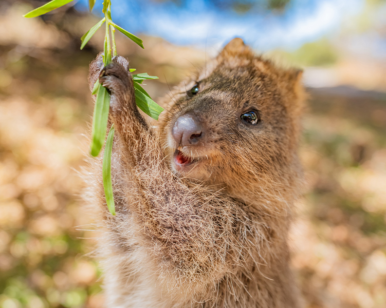 A quokka standing up right with its front paws grabbing a low hanging leafy branch from a tree.