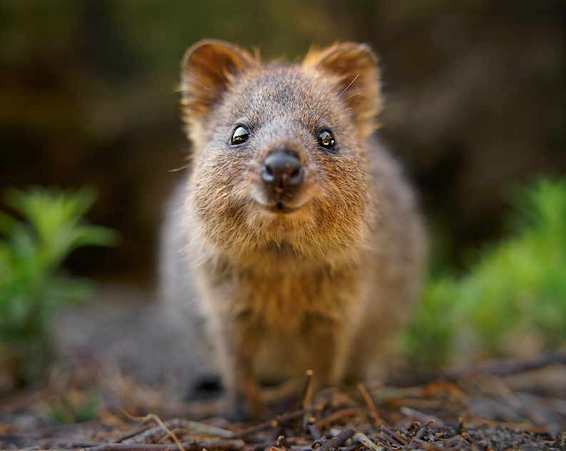 A quokka with its head outstretched appearing to come towards the camera. In the background are green leafy plants