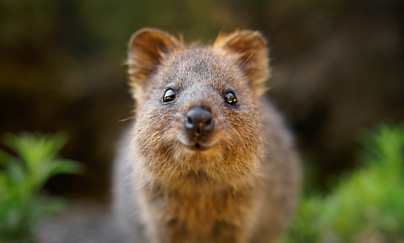A quokka with its head outstretched appearing to come towards the camera. In the background are green leafy plants