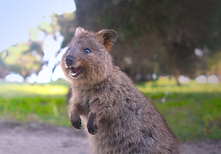 A quokka with its mouth hanging wide open appearing to be smiling. In the background is a large green grass field and trees.