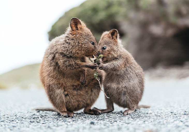 A quokka mum and its grown up joey with their heads together, standing on concrete and both holding a wild rosemary branch.