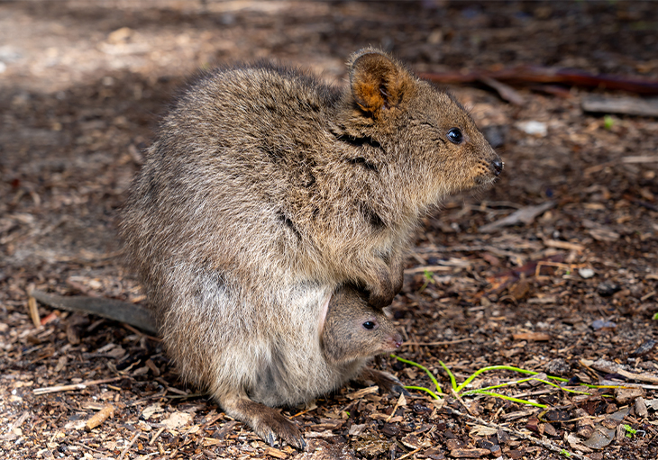 A Quokka with a joey in its pouch with its head peaking out, on brown grounds with mulch, dried woods and some grasses
