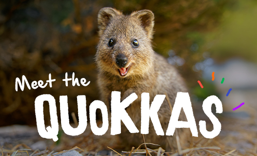 A Quokka appearing to smile, standing on dried grass grounds. The image is overlaid with text saying Meet the Quokkas