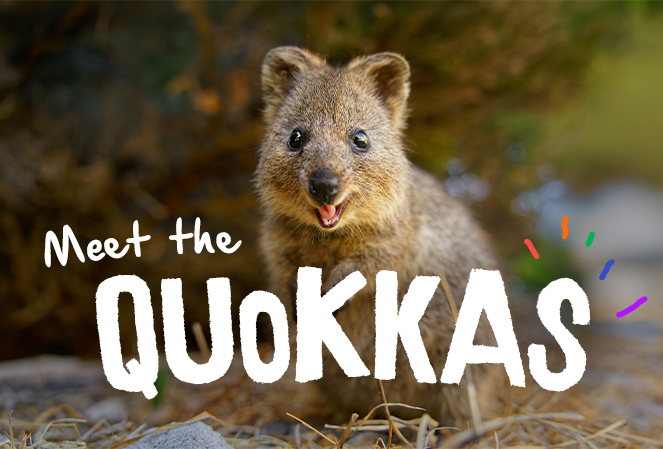 A Quokka appearing to smile, standing on dried grass grounds. The image is overlaid with text saying Meet the Quokkas