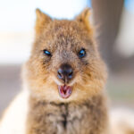 A quokka looking at the camera straight on, appearing to wink. Its mouth is hanging wide open showing its pink tongue.