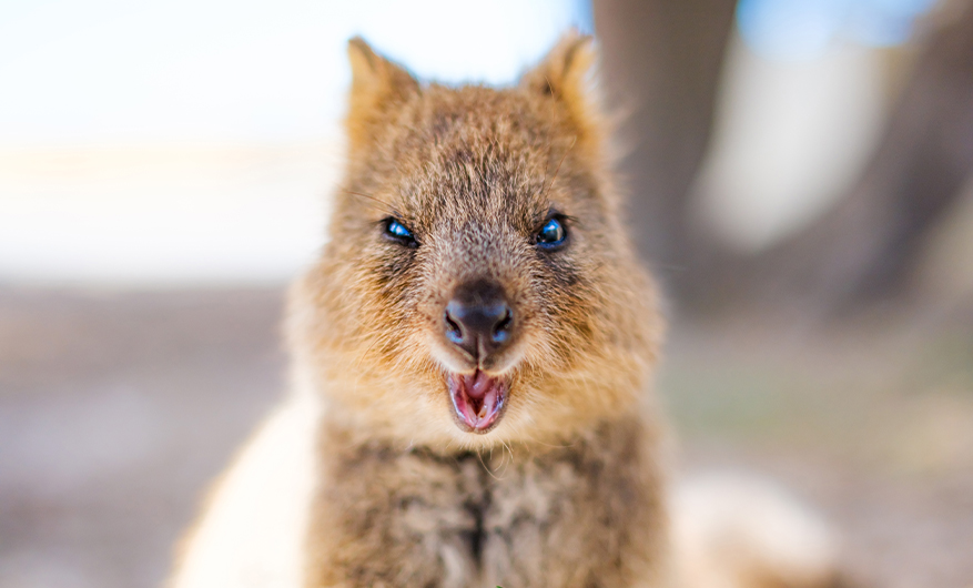 A quokka looking at the camera straight on, appearing to wink. Its mouth is hanging wide open showing its pink tongue.