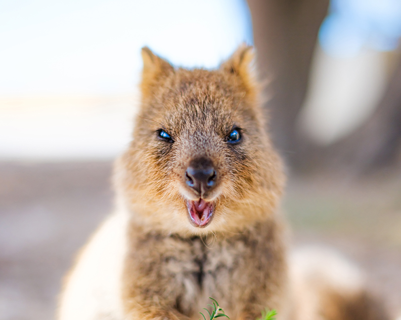 A quokka looking at the camera straight on, appearing to wink. Its mouth is hanging wide open showing its pink tongue.