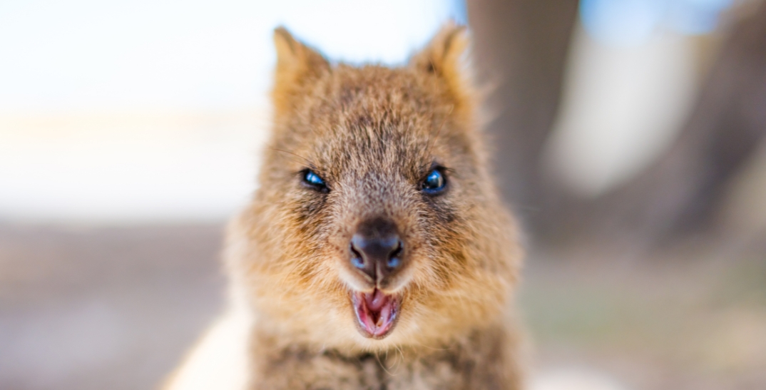 A quokka looking at the camera straight on, appearing to wink. Its mouth is hanging wide open showing its pink tongue.