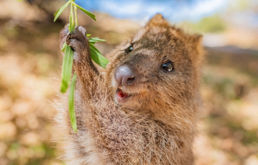 A quokka standing up right with its front paws grabbing a low hanging leafy branch from a tree.