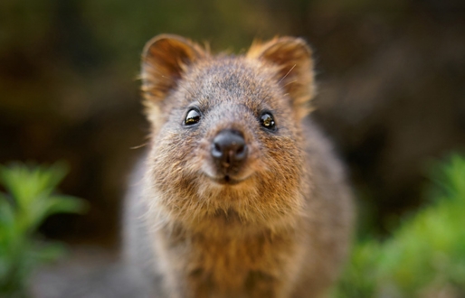 A quokka with its head outstretched appearing to come towards the camera. In the background are green leafy plants