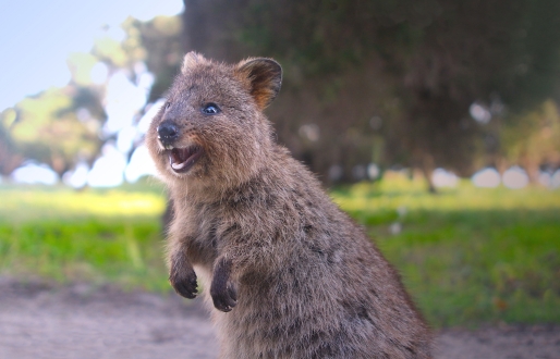A quokka with its mouth hanging wide open appearing to be smiling. In the background is a large green grass field and trees.