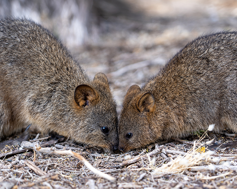 Two quokkas with their heads close together on dried grassy, mulch grounds.