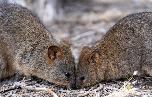 Two quokkas with their heads close together on dried grassy, mulch grounds.