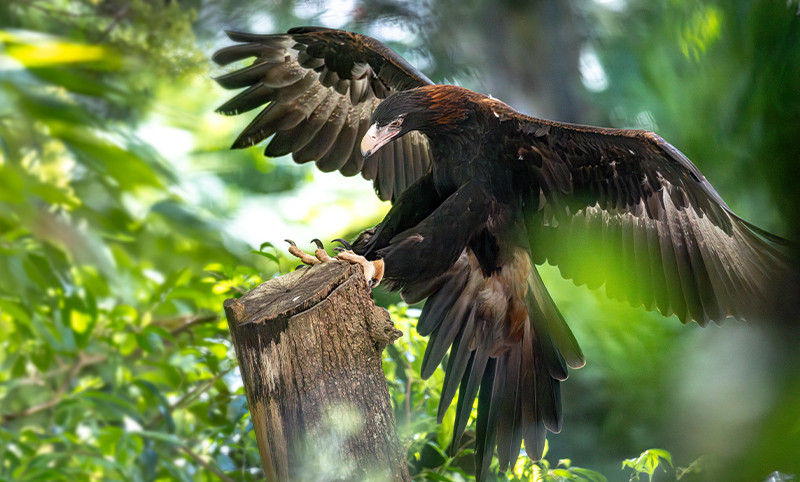 A wedge-tailed eagle with its wings wide open, landing on a wooden pole outdoors surrounded by green trees.