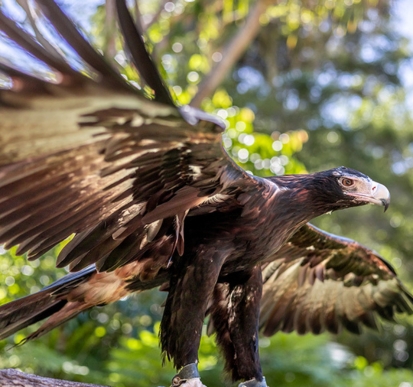 A Wedge-tailed Eagle photographed from underneath with its wings wide spread, showing its unique feather patterns and powerful tall legs.