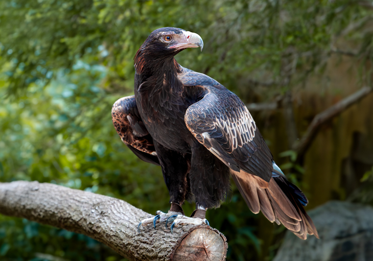 A large Wedge-tailed Eagle with a black and bronze feathered coat perched on a thick wooden pole, its head looking to the side showing its dominant facial features. In the background are green trees and bushes.