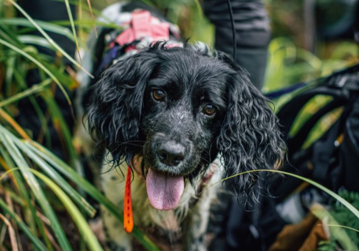 A closeup headshot of a black and white dog with long ears and its tongue hanging out. Around the dog are ferns and tropical bushes