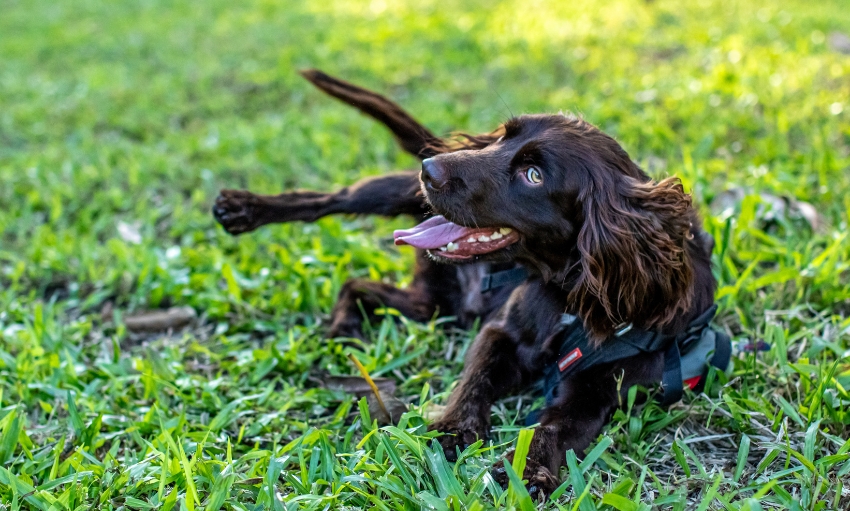 A beautiful looking brown dog with long ears laying on green grass with its tongue hanging out
