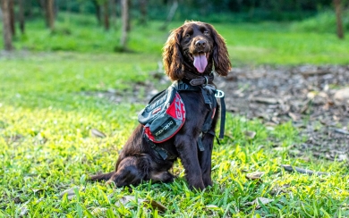 A beautiful chocolate brown dog with long ears and its tongue hanging out sitting nicely on a field of green grass. The dog is wearing a red and greys harness, looking at the camera.