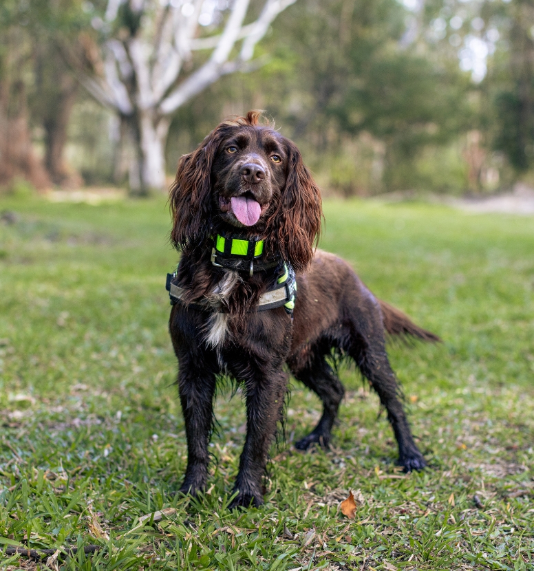 A chocolate brown dog standing on a field of grass with its tongue halfway hanging out looking straight at the camera