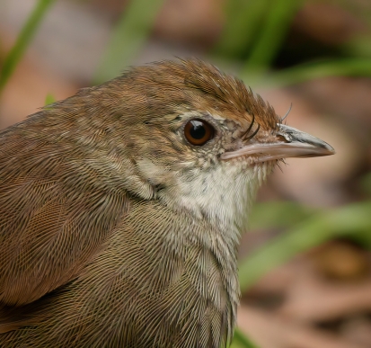 A closeup headshot of a small brown bird with dark red and brown eyes and a short beak. In the background blurred out are long green grasses and dried leaves