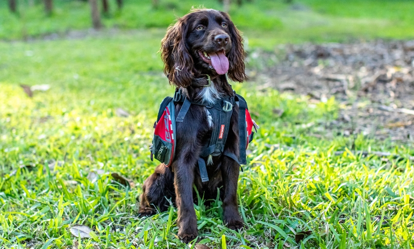 A chocolate brown dog with a beautiful glossy coat and long ears sitting on green grass with its tongue hanging out.