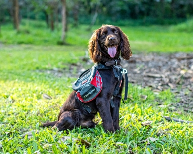 A beautiful chocolate brown dog with long ears and its tongue hanging out sitting nicely on a field of green grass. The dog is wearing a red and greys harness, looking at the camera.