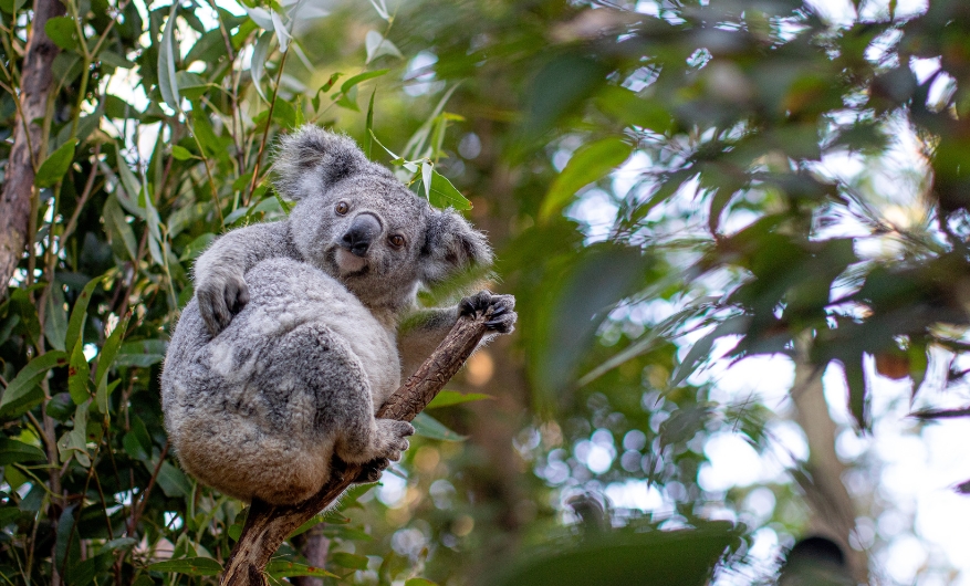 A Koala with a very fluffy coat sitting in a tree fork surrounded by a lot of eucalypt trees. The Koala is looking down into the camera holding the branch end with one paw and scratching its back with the other paw