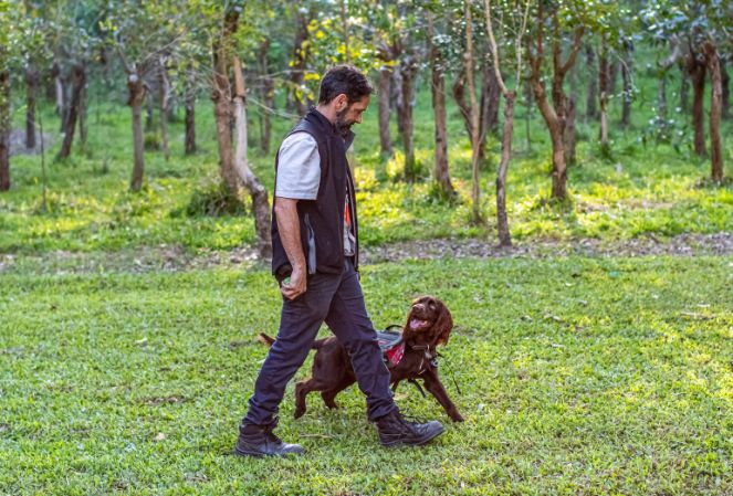 A man walking across grass with a beautiful chocolate brown dog walking right beside him looking up at him. There are trees in the background with the sun poking through