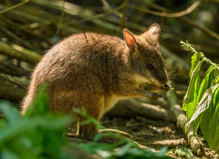 fun quokka facts for kids