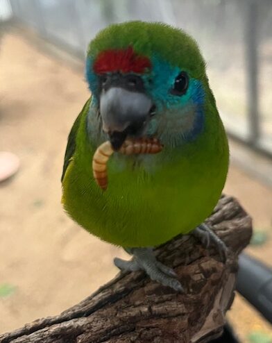 Macleay's Fig-Parrot