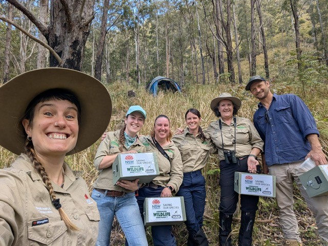 Eastern Bristlebird Release & Fig-parrot Breeding Update at Currumbin Wildlife Sanctuary