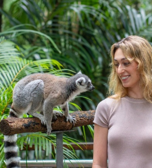 A ring-tailed lemur sitting on a wooden pole very close to a woman, inquisitively looking at her. The woman is smiling, looking into the lemur's eyes. They are surrounded by ferns and tropical trees