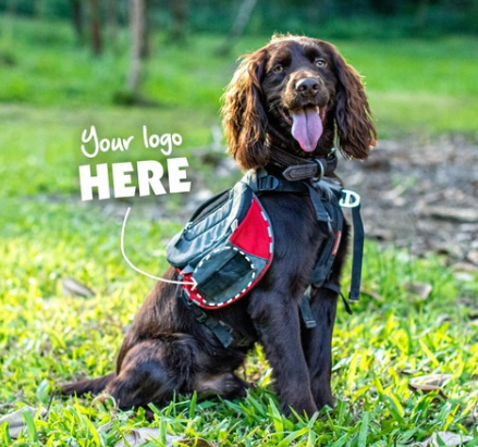 Moose, a chocolate-brown Working Cocker Spaniel conservation detector dog, sits on grass wearing a red and grey working pack.